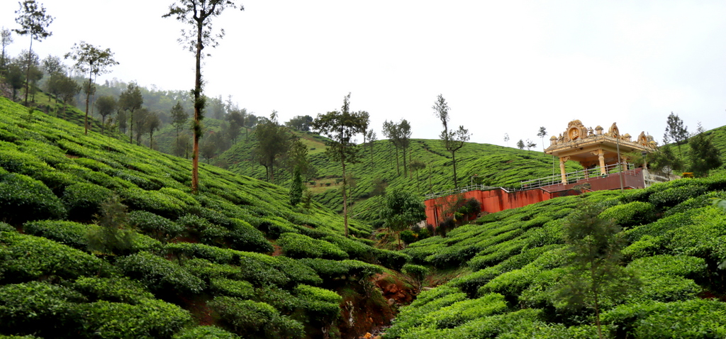 Samse Tea Estate